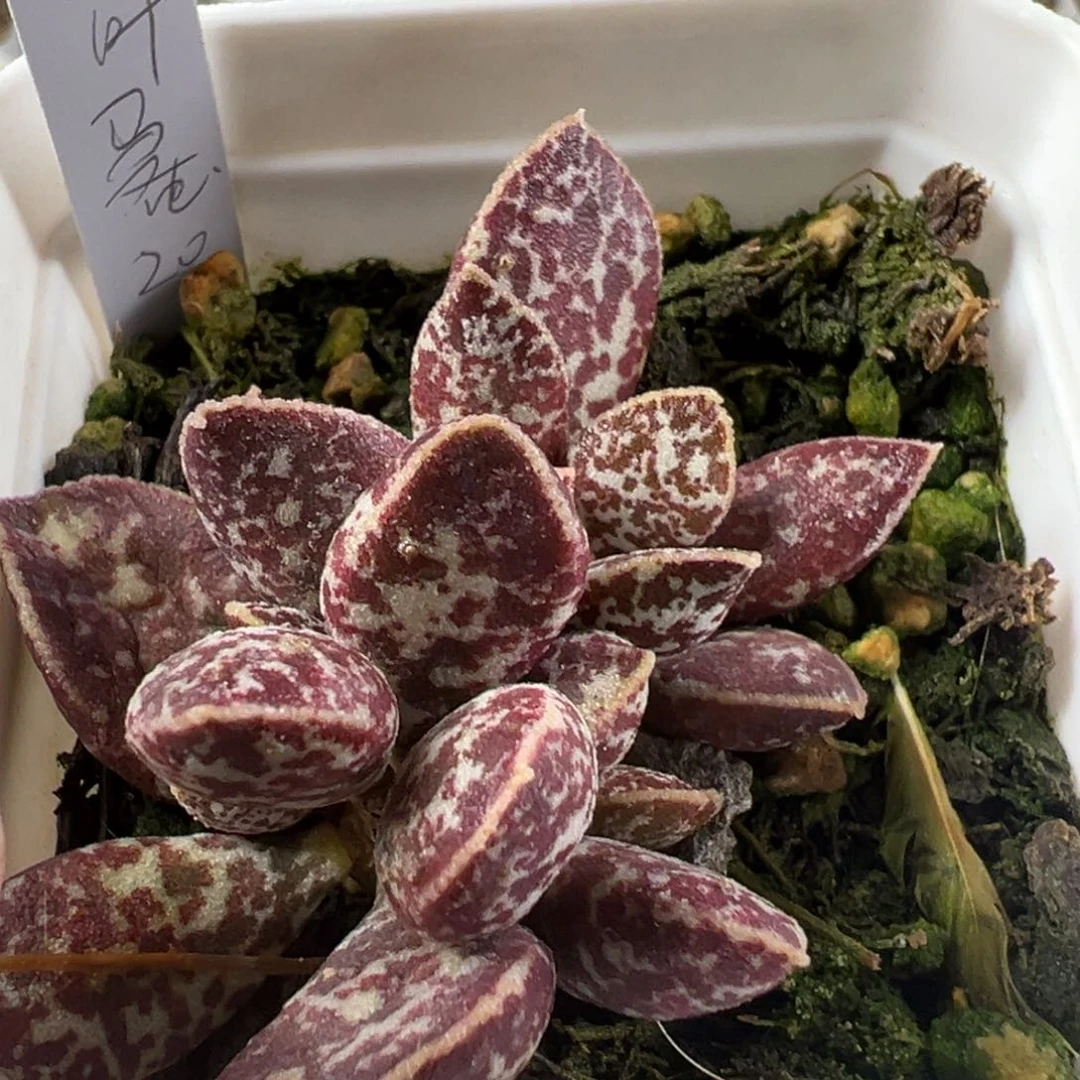 楞叶马蛋斑点款多肉植物水泡