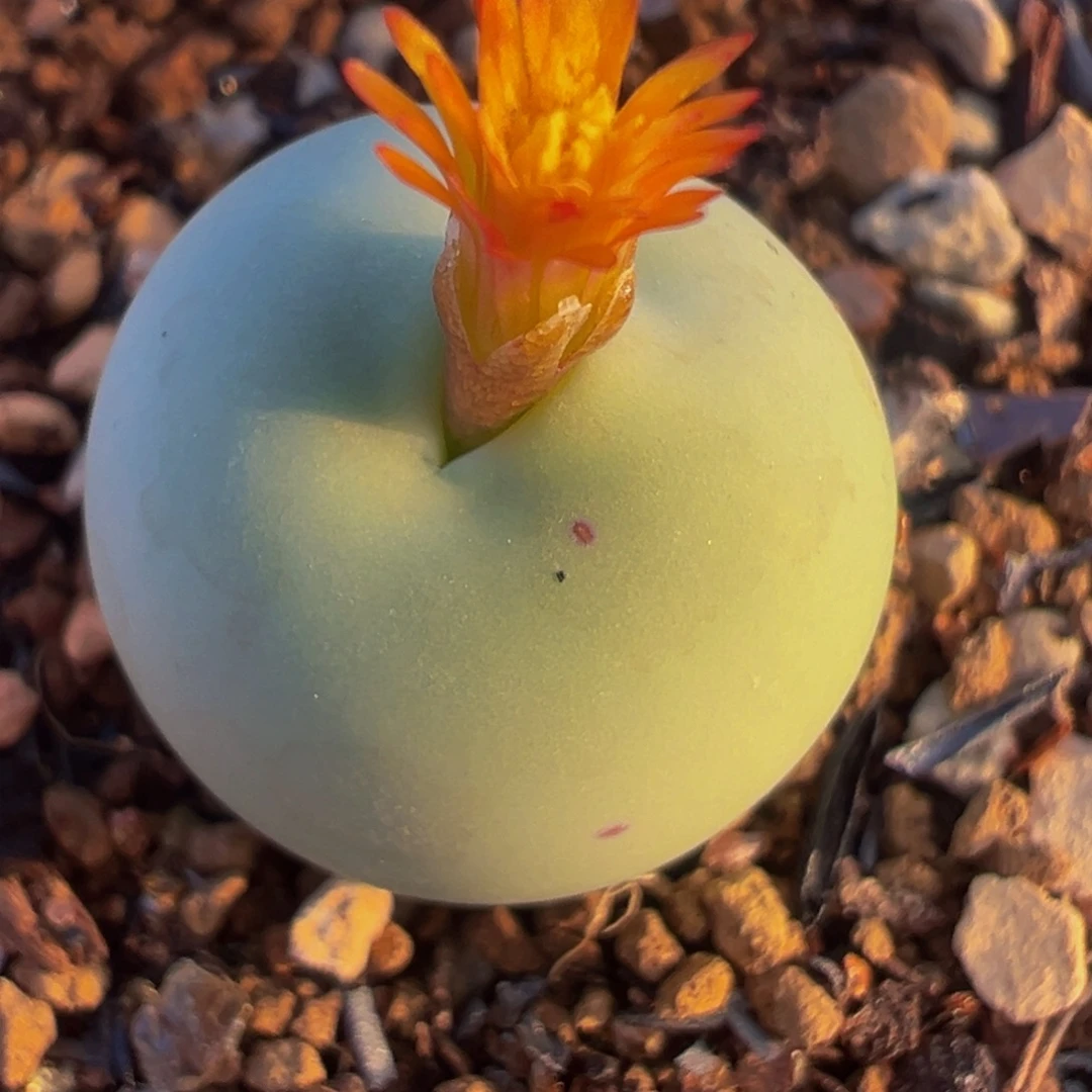 鸽子蛋母本1.9厘米多肉