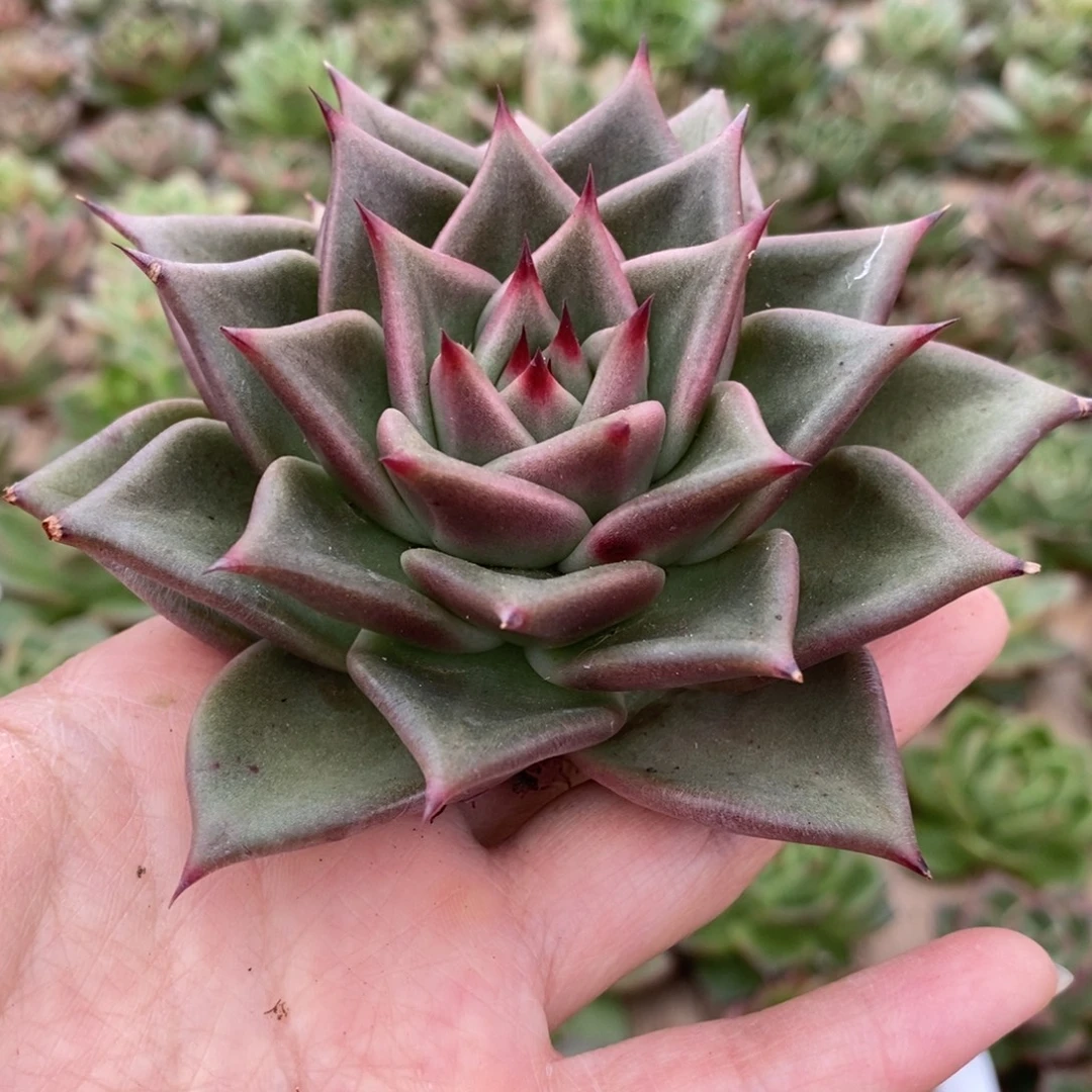 无花朵175 号东云系多肉植物