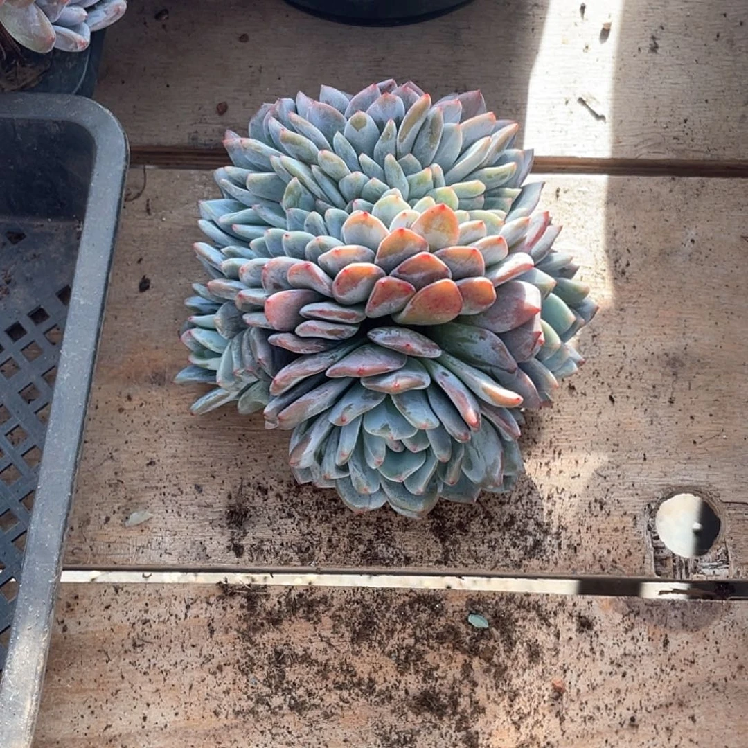 米****085多肉植物多肉植物