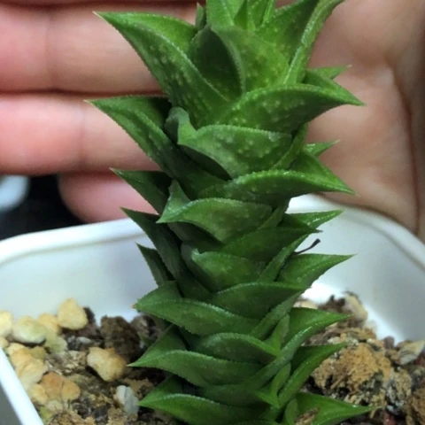 松挲掌硬叶母本带盆发货