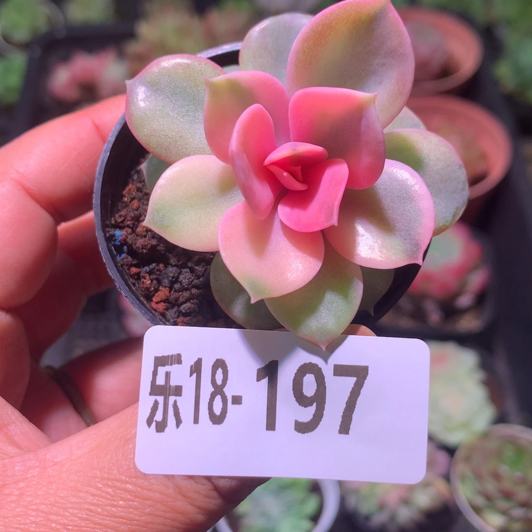 乐然18-197 彩虹单头