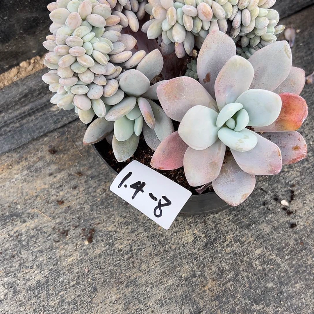 有****1.4-8粉兔缀多肉植物