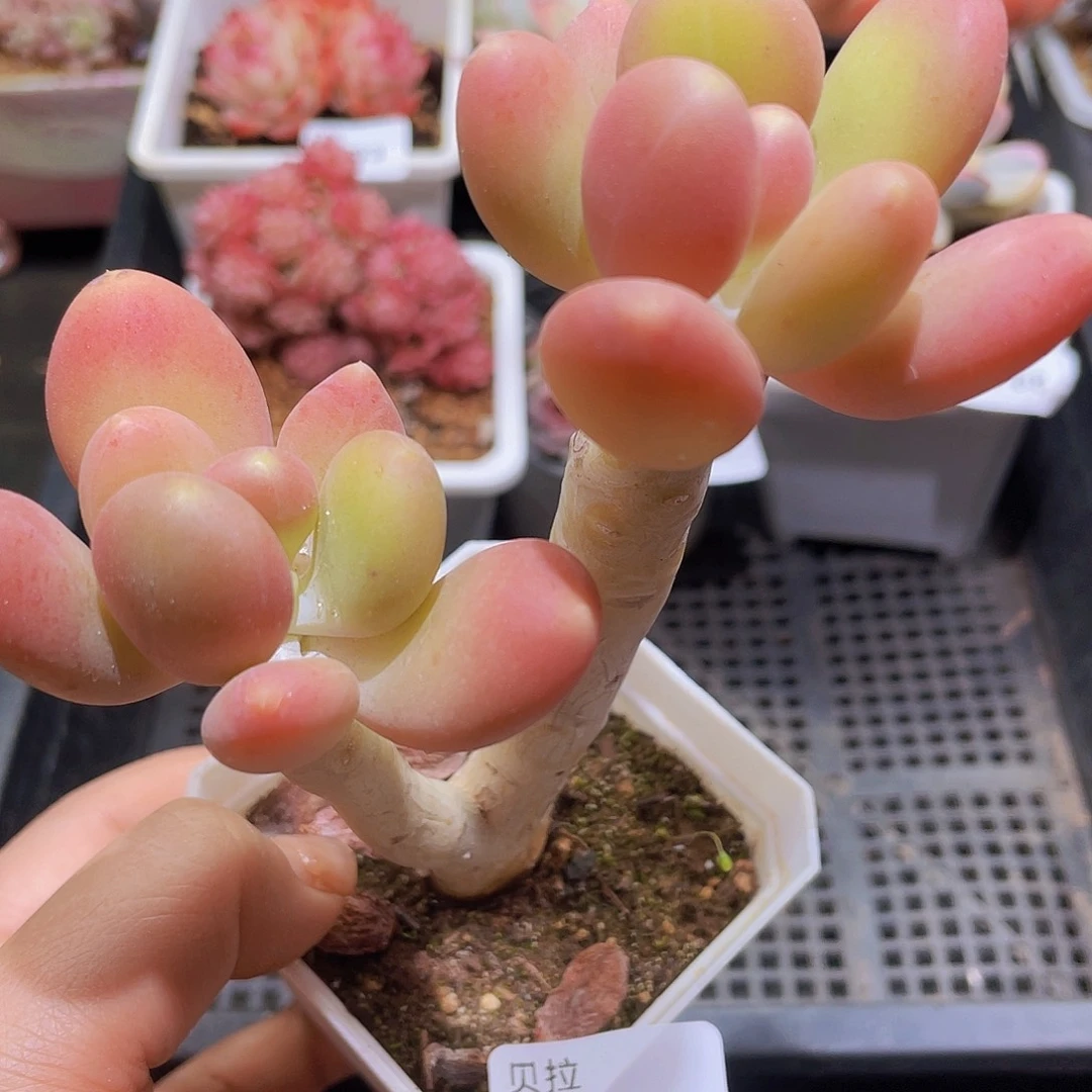 789 精品多肉一物一拍