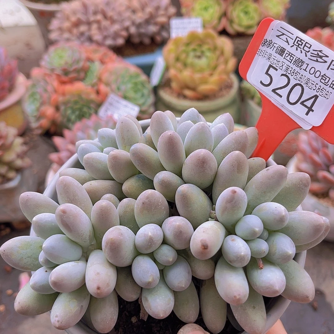 5204汤圆。