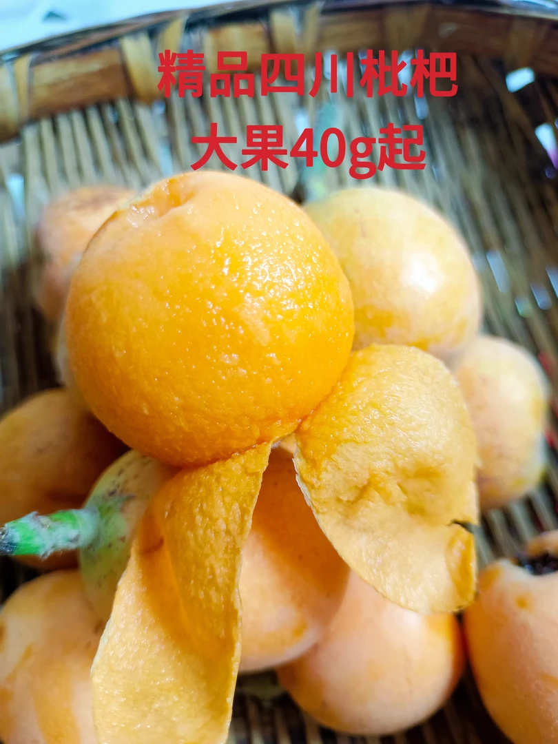 四川绵阳北川枇杷新鲜采摘当日现发时令应季健康水果