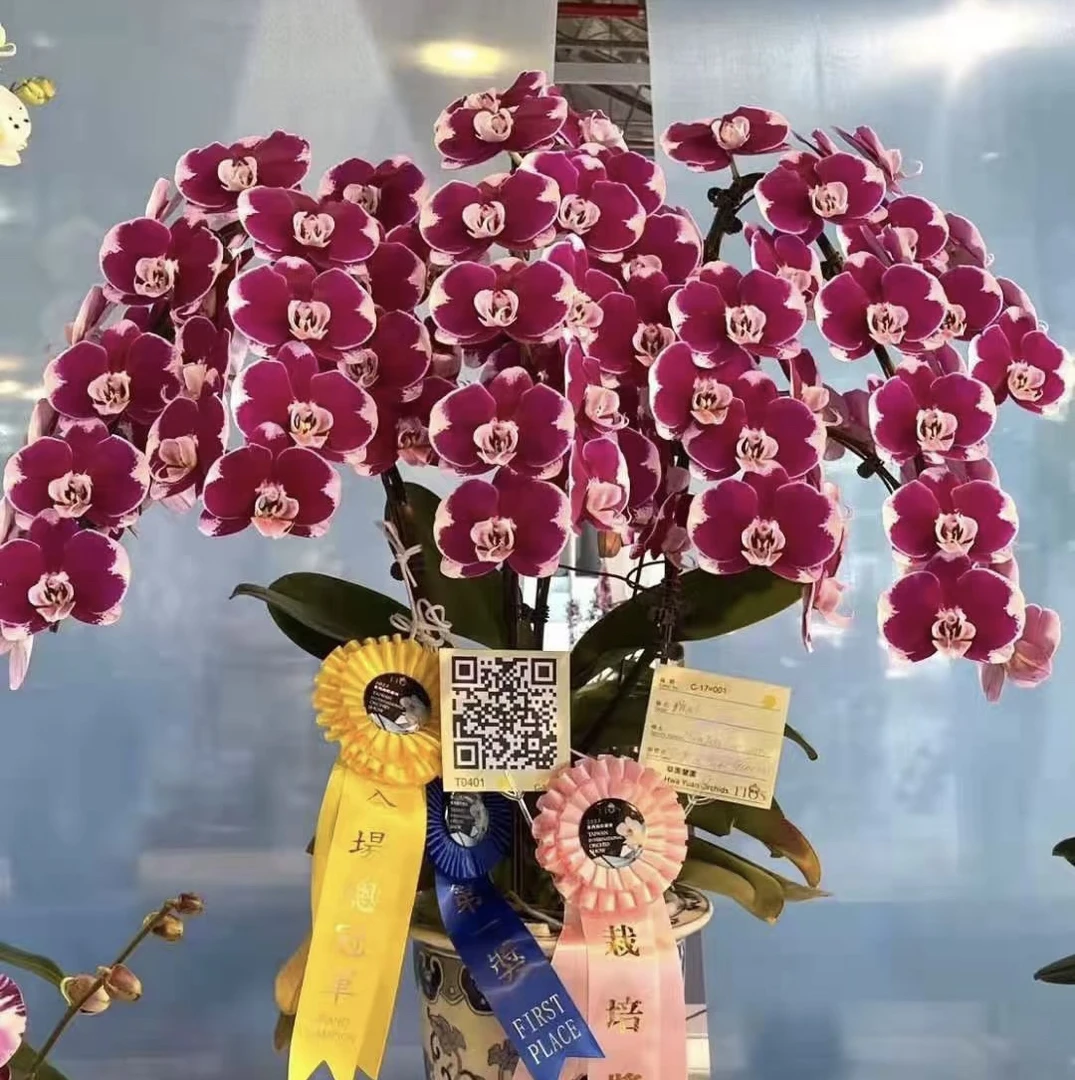 高级丝绒大花【五星上将】3.0寸杯带花剑发货，叶片微瑕