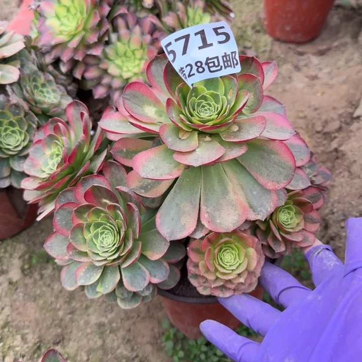5715二号棚奶白多肉A