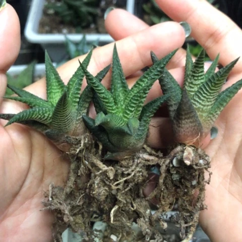 熊之城硬叶3颗一起发货
