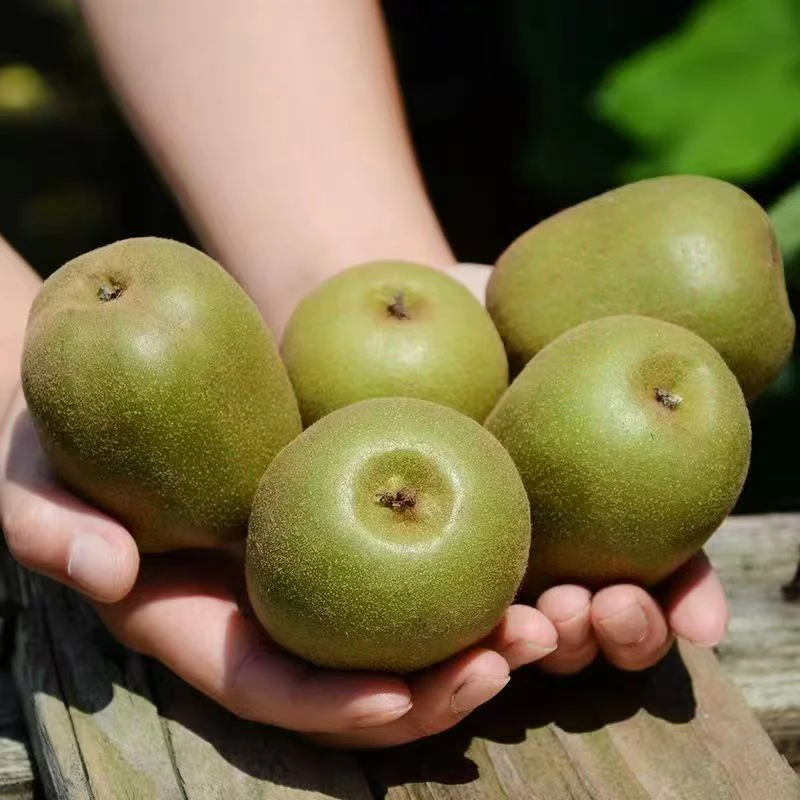 文成高山红心猕猴桃现摘