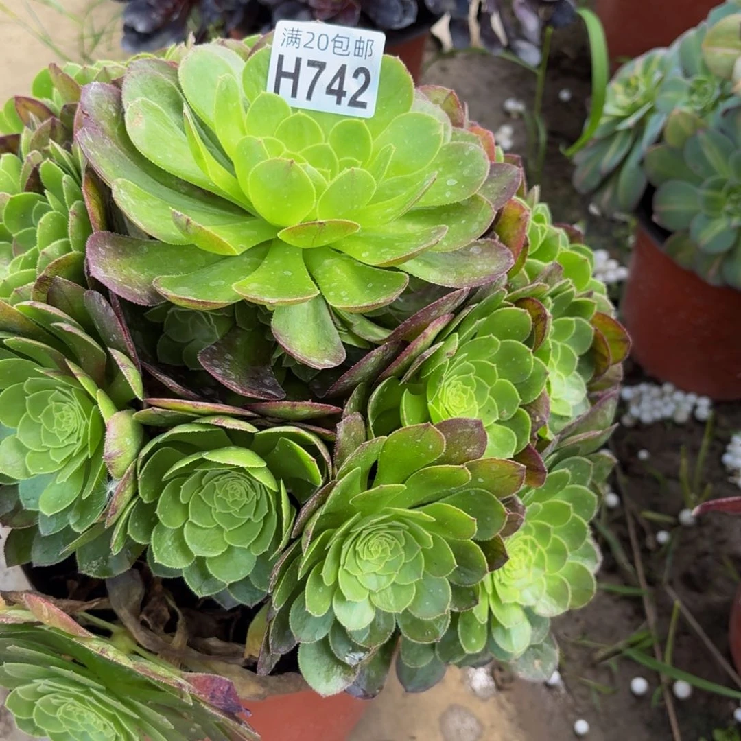 无花朵742多肉植物捧花的