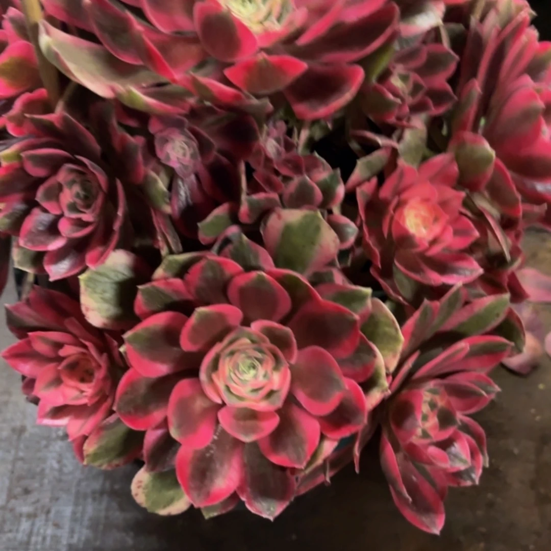 嗨***哈哈多肉葡萄福利218