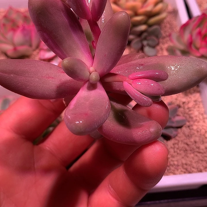 红手指拉丝锦，侧芽