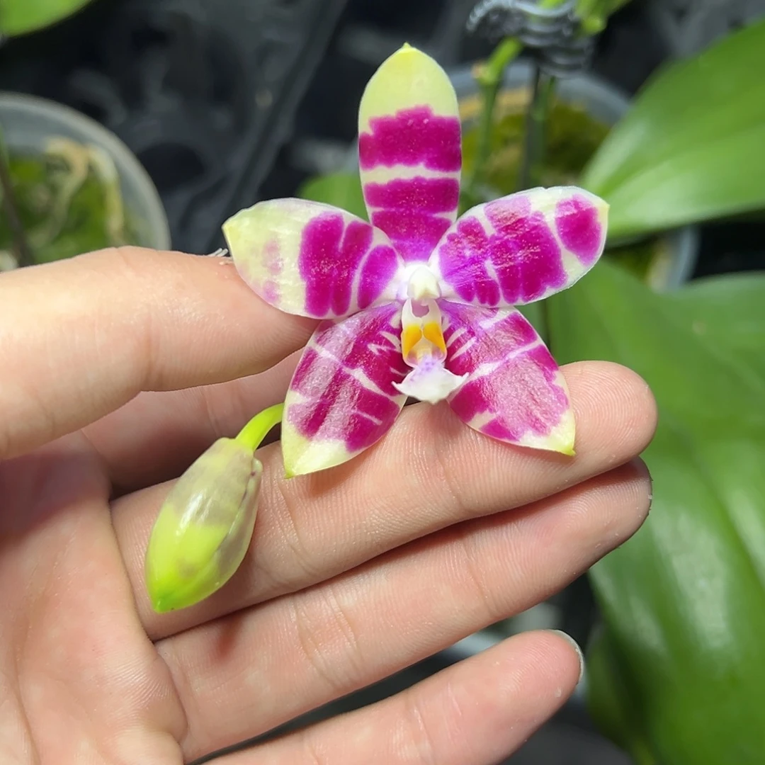 完全开放l186三寸ys1150