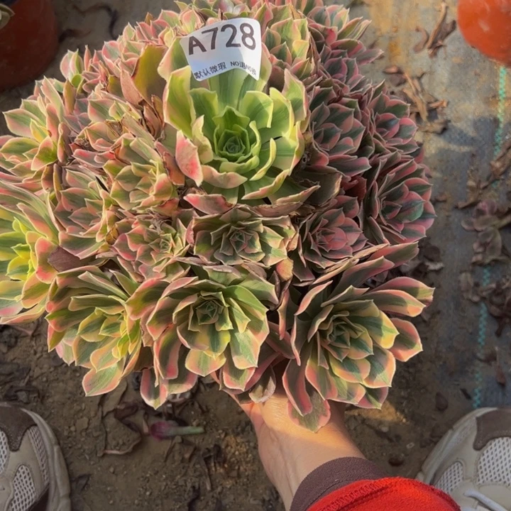 女妖多肉植物728.