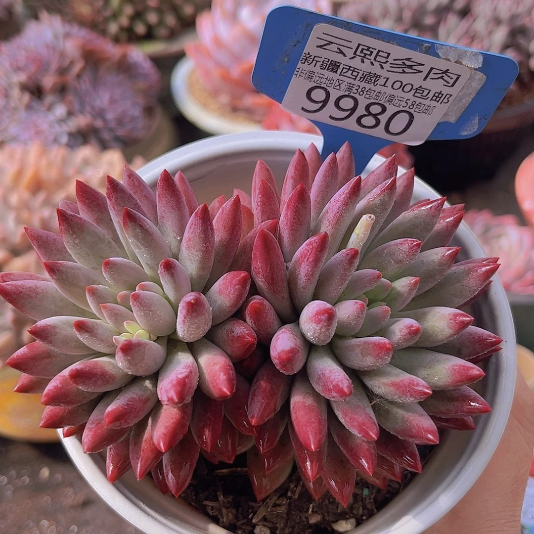 9980虞美人多肉植物
