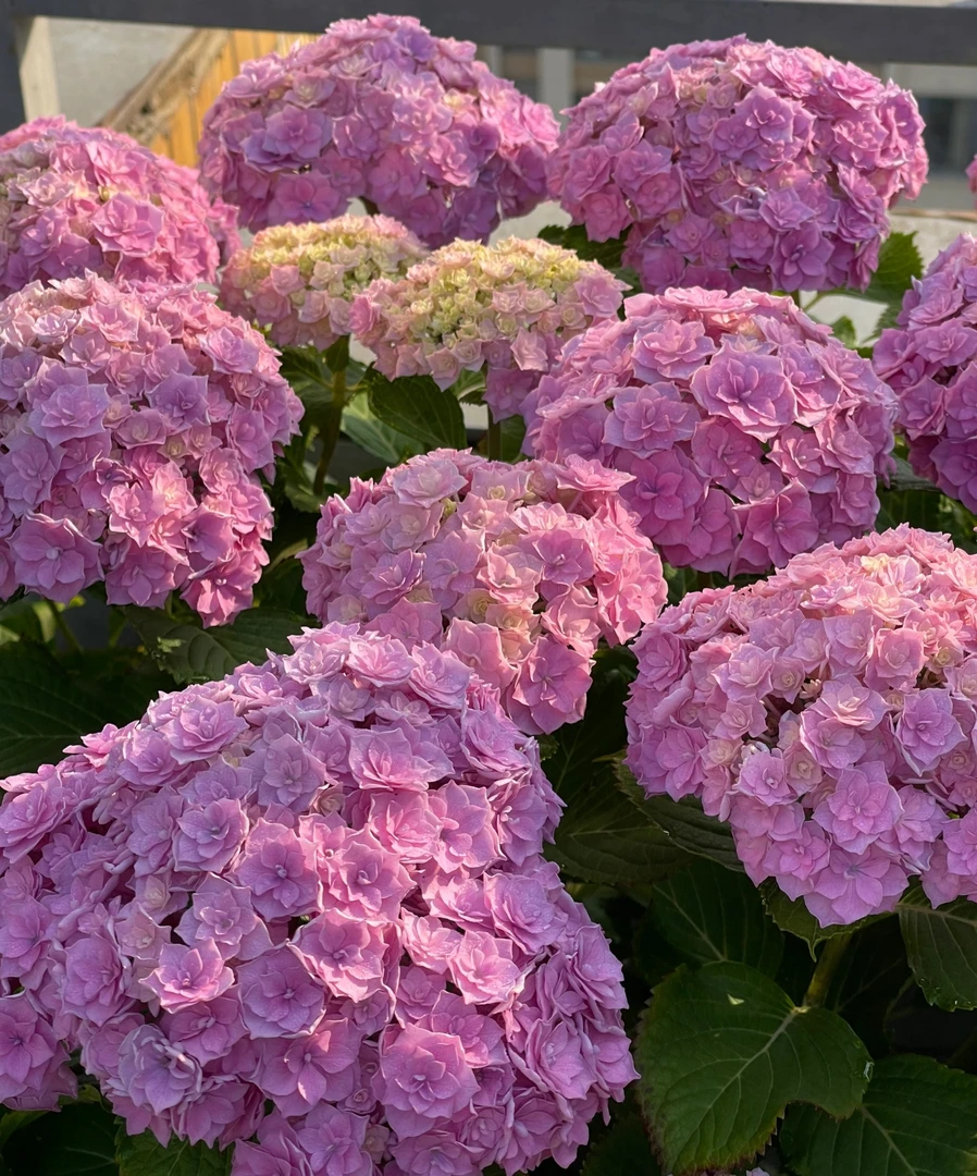 【你我的银河】2加仑 粉色绣球多年生露天苗生花苞原盆原土基地直发