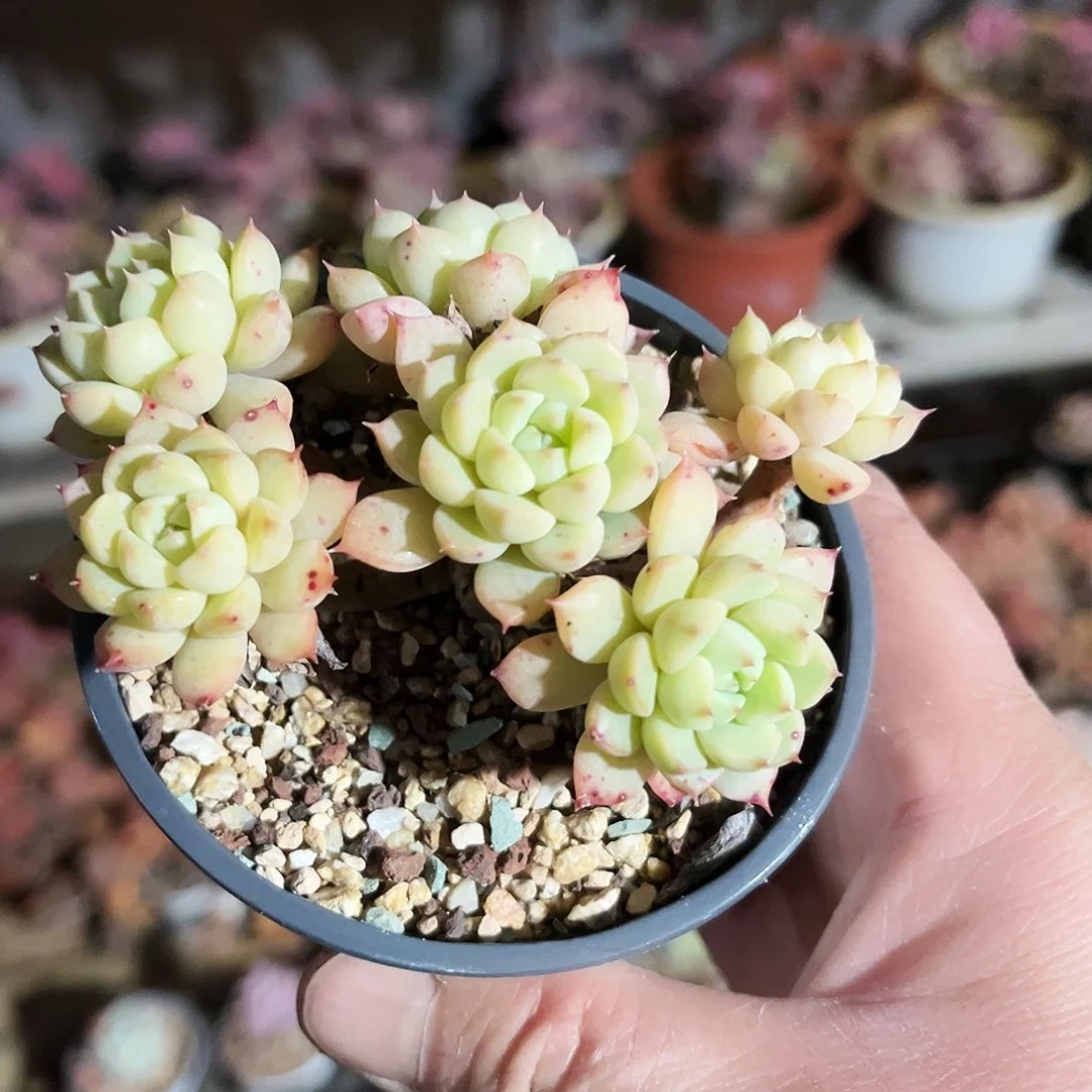 逸**轩376多肉植物提取萃取剂中