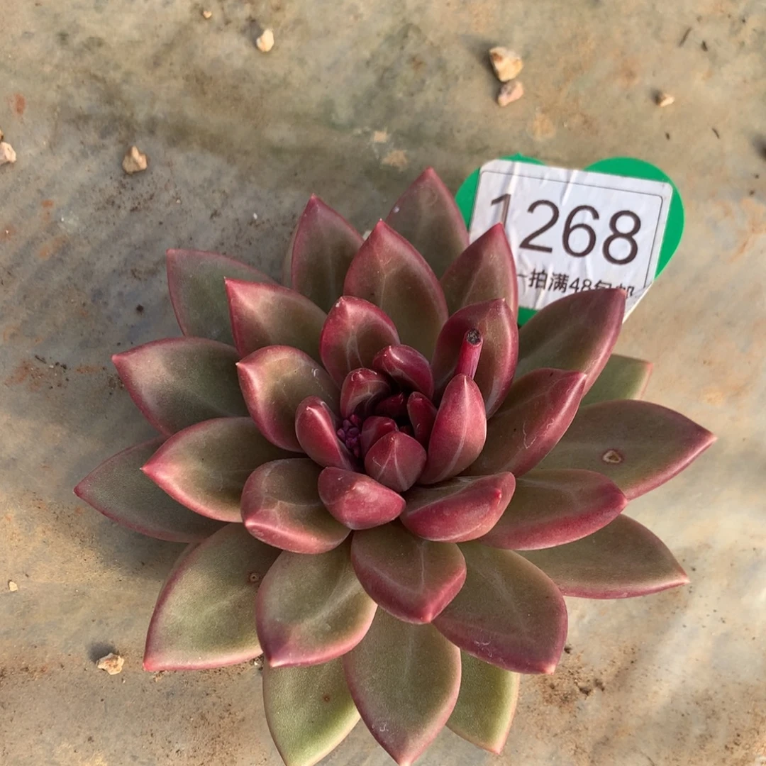 蓝***凤迷雾泡泡单头1268