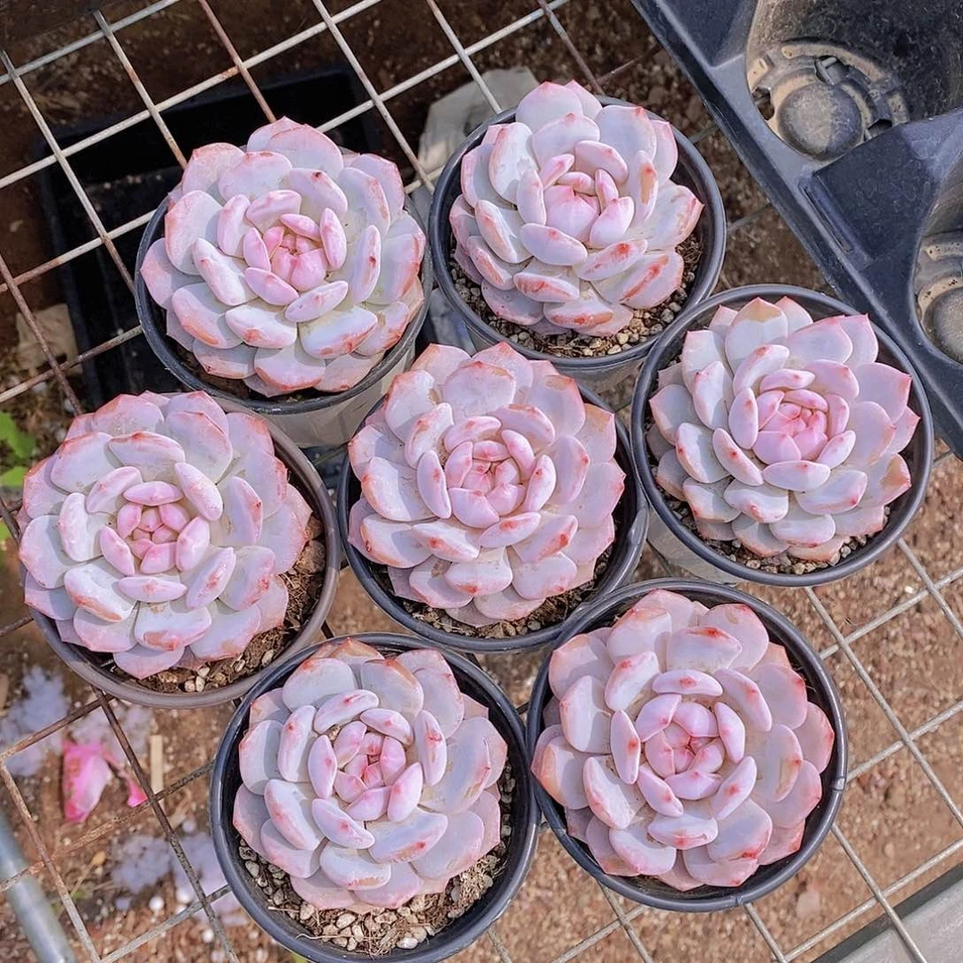 0526- 大母本星星橙单头一颗 量拍