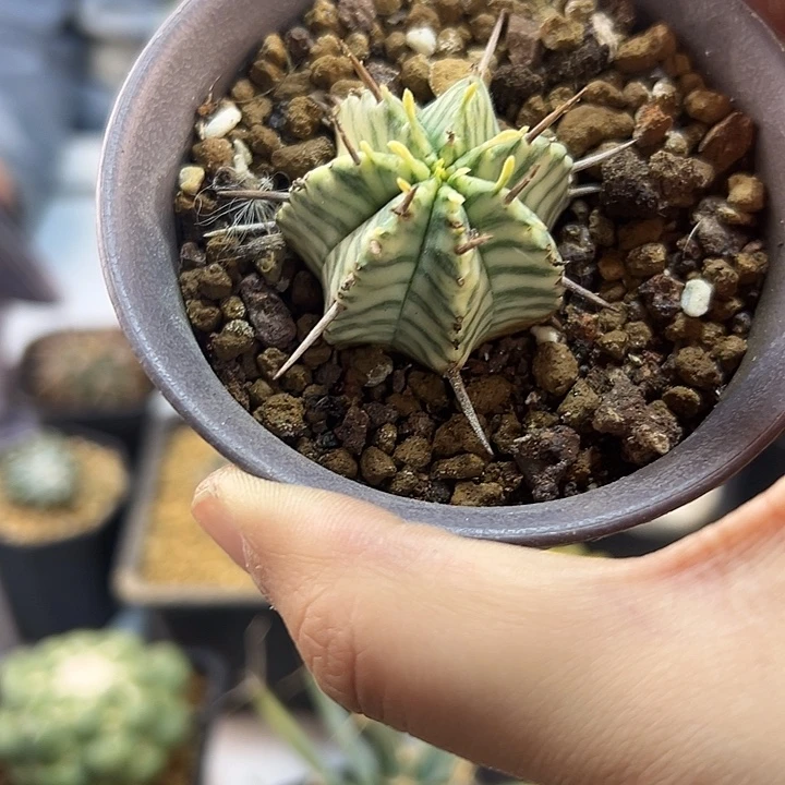 52号斑马锦3.5公分