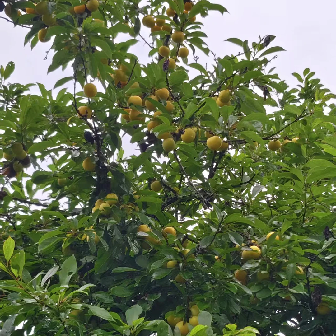 茶陵农家黄金妹李【八成熟二分甜，果子不挑大小】