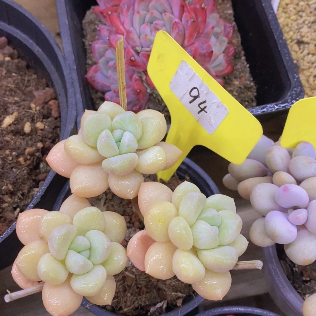 精品多肉，一物一拍，清