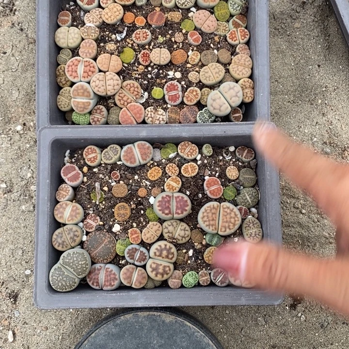 小***香生石花等植物的636