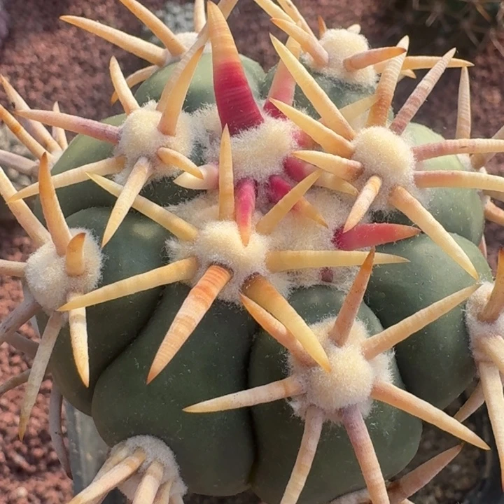 白刺翠平袖蒲嫁接6666666