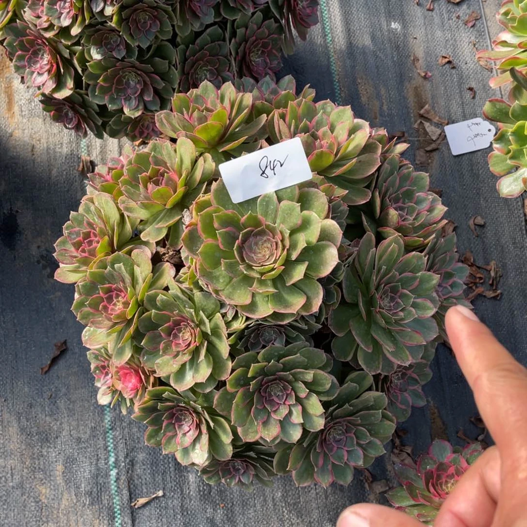 用****瑰老五多肉842111111