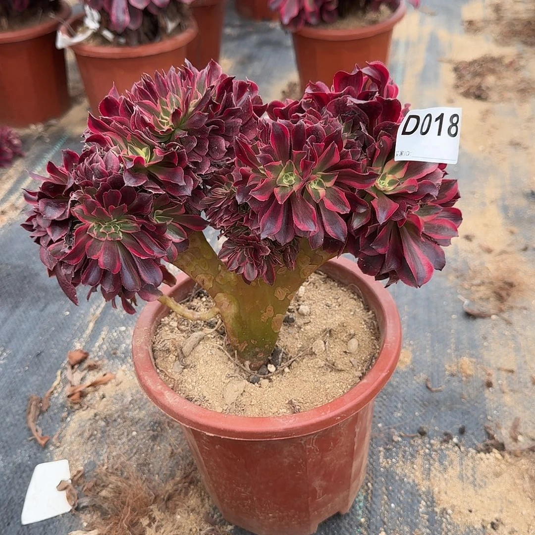 018美杜莎一颗牙呀