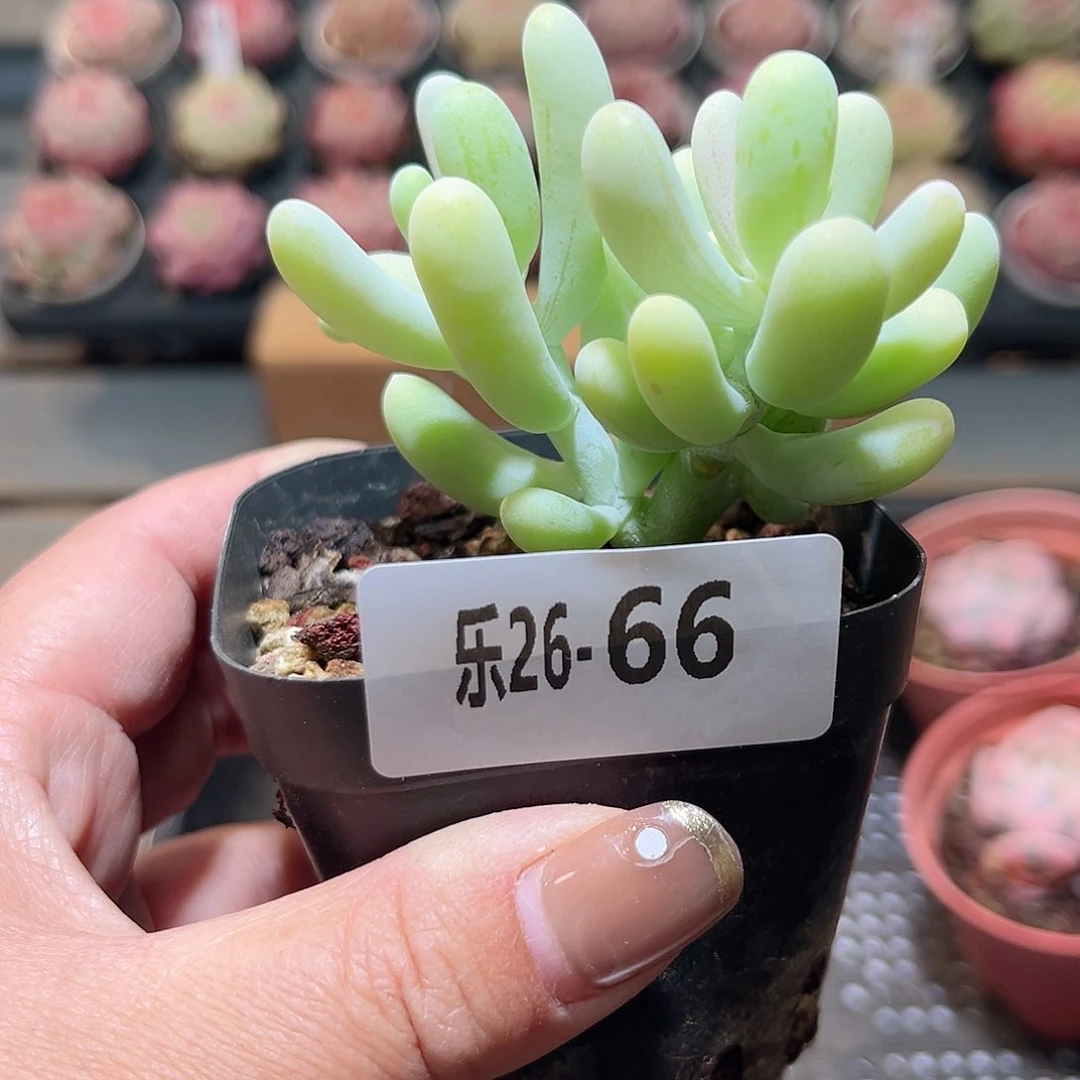 乐26-66 香蕉美人