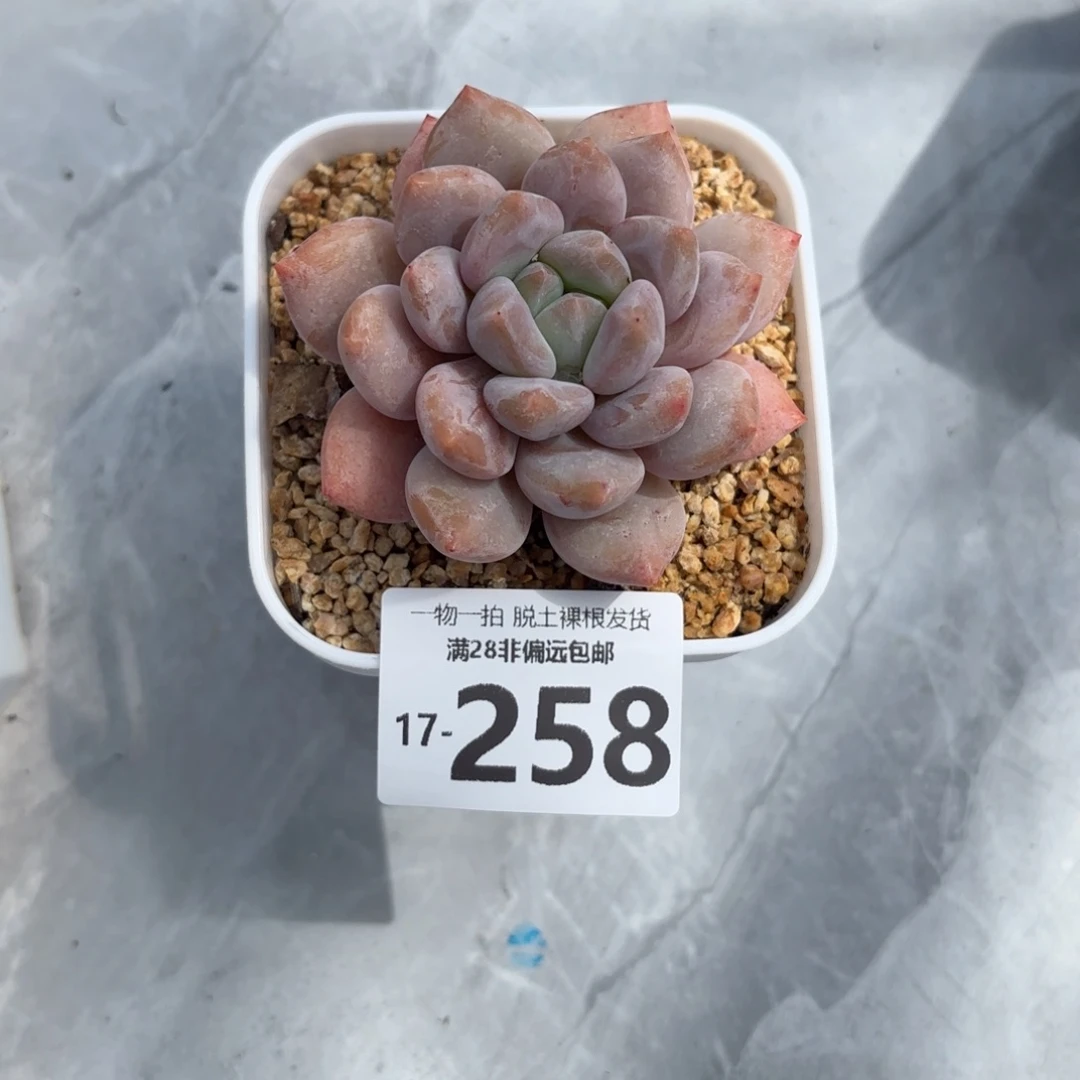 半夏单头多肉多肉