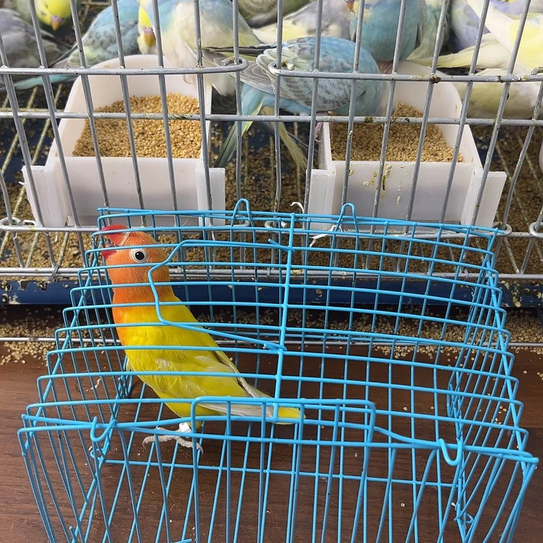 虎皮鹦鹉牡丹鹦鹉