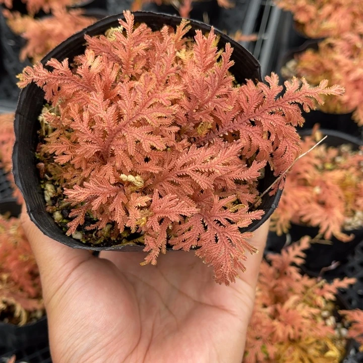 山野草盆栽植物我***T山野草