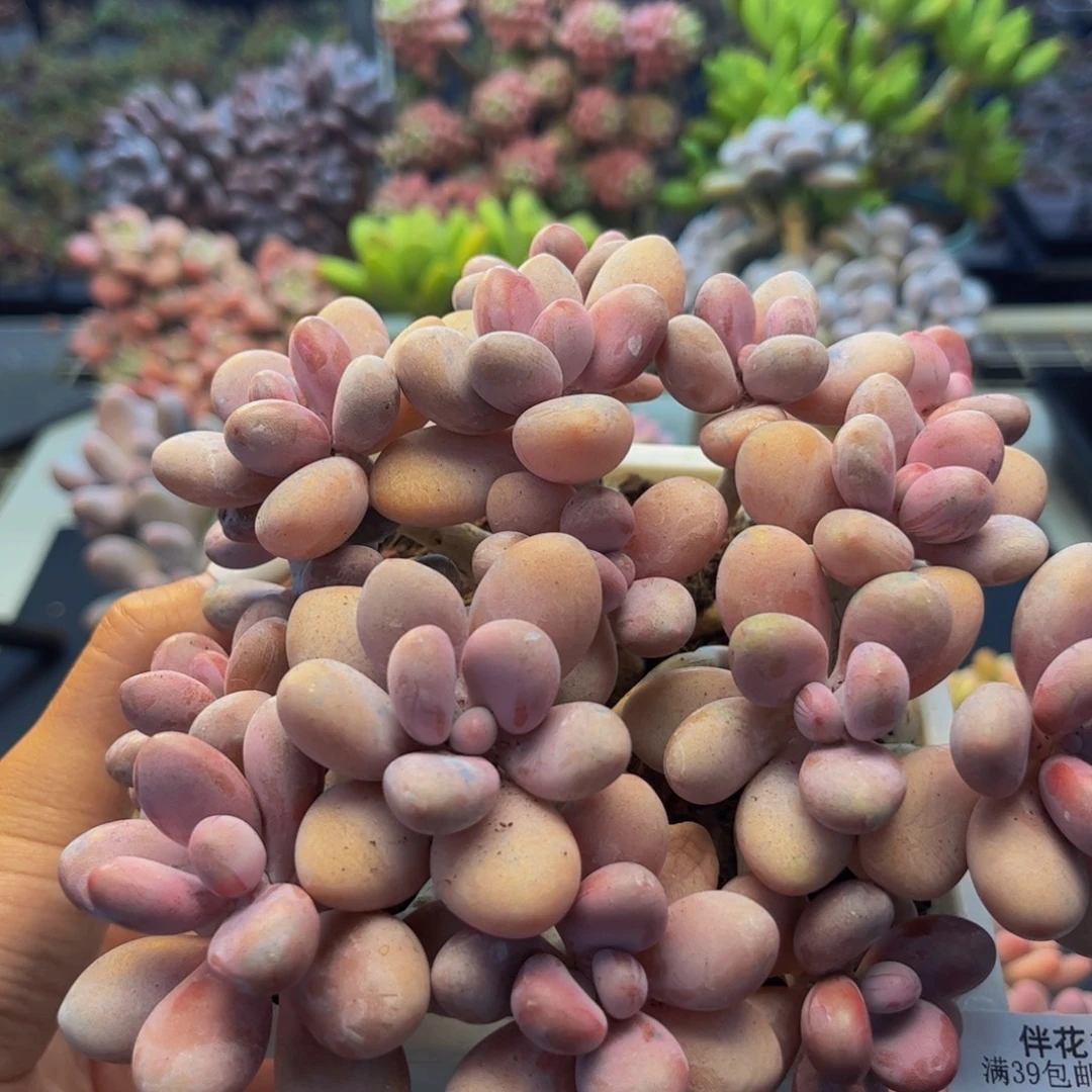 426-手捧桃蛋多肉12cm