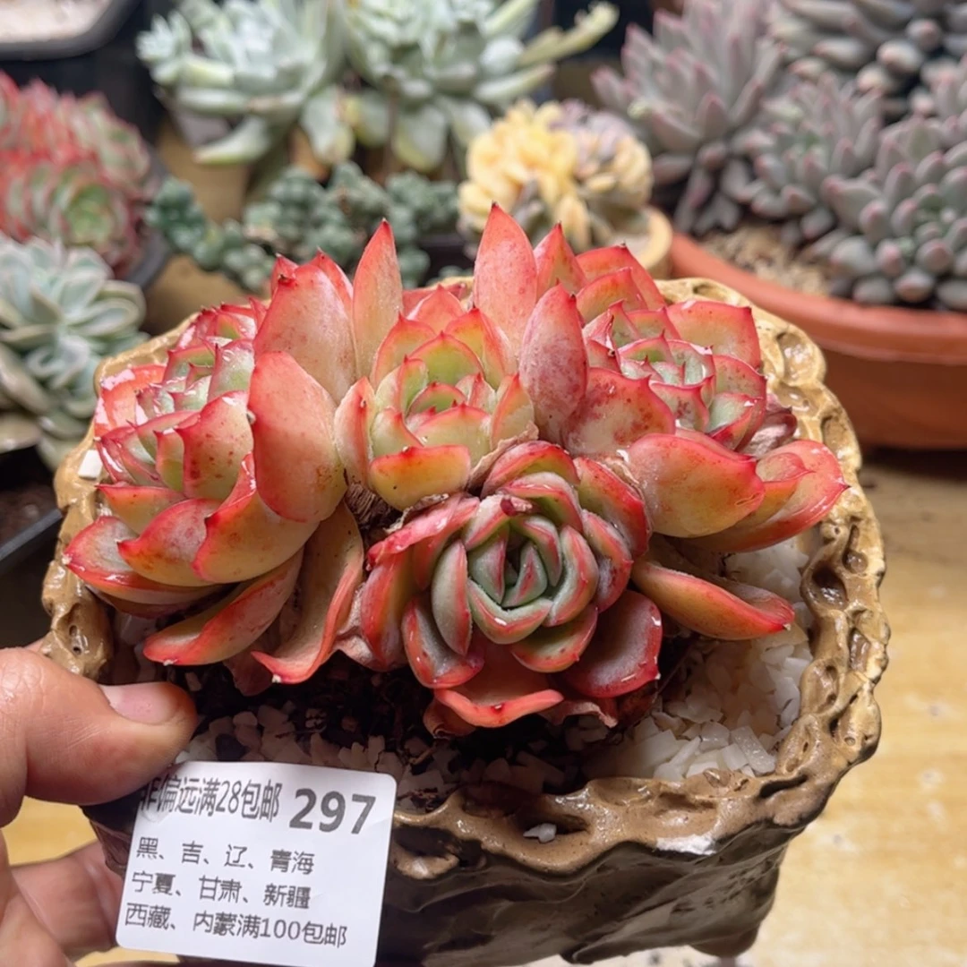 【闪购商品】297程露