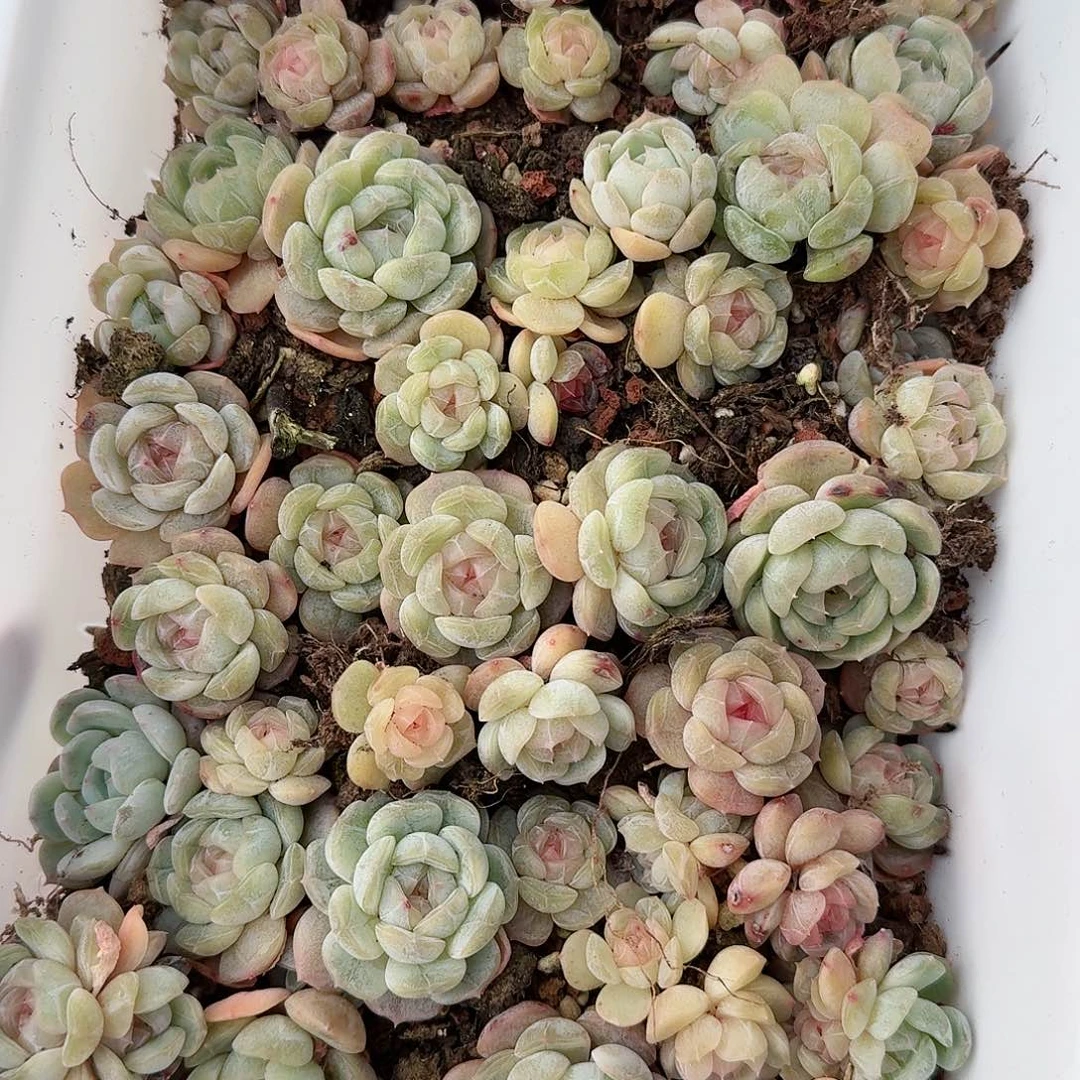 ?****?杂交新品珍妮多肉40