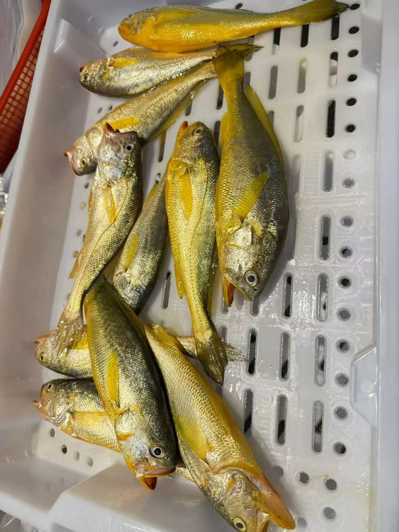 东海新鲜海捕黄花鱼小黄鱼（一斤7-9条）