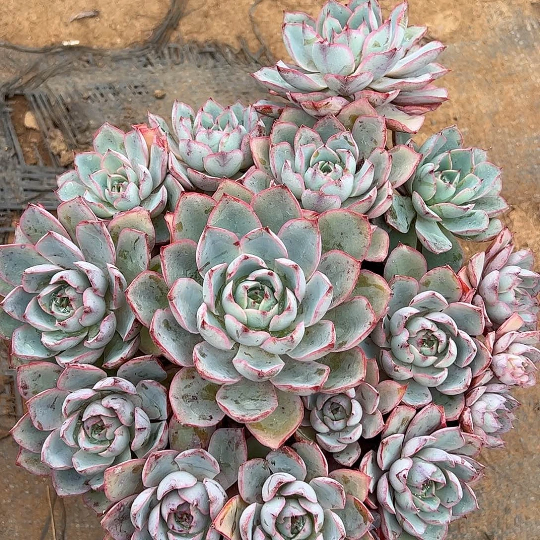 赫拉老桩手捧花的
