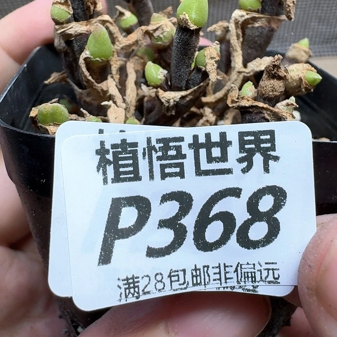 多肉植物的润泽的多