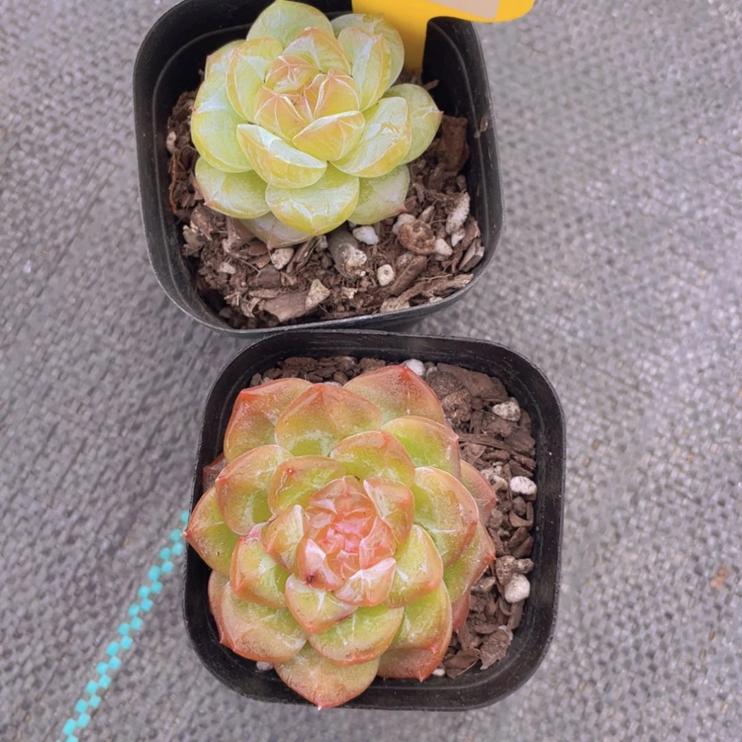 626号 绿透珍妮两颗