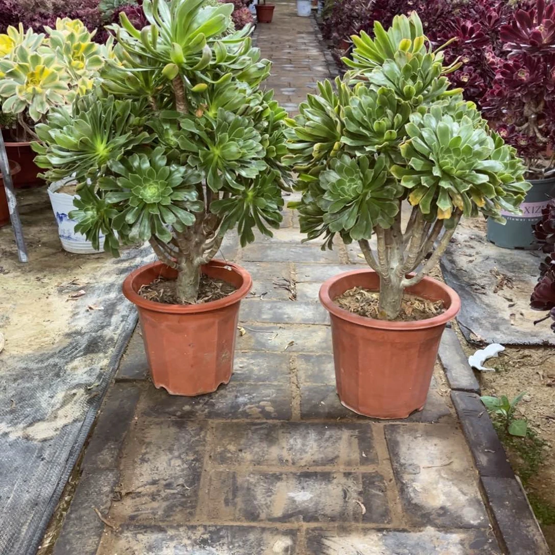 鲜花绿植一物一拍