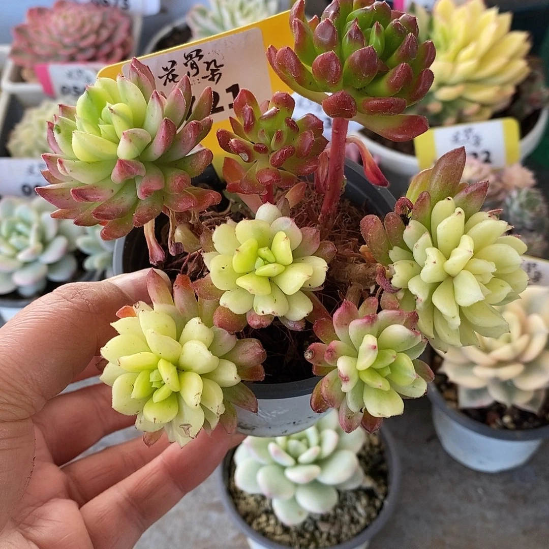 721群生哈哈哈哈哈哈哈哈哈