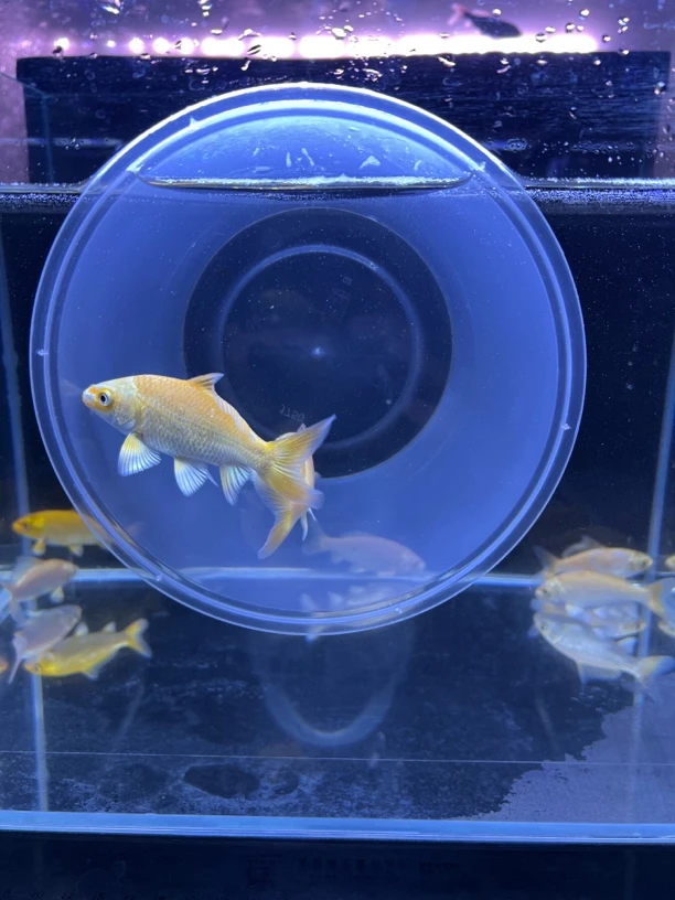 圆头鹰嘴蝴蝶鲤6-8公分