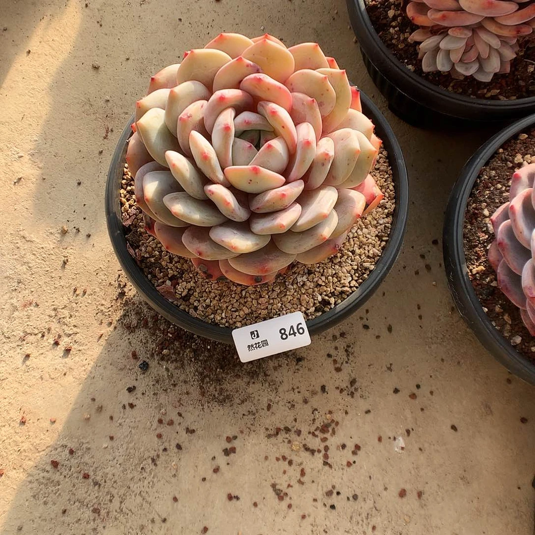 846梦露多肉植物666