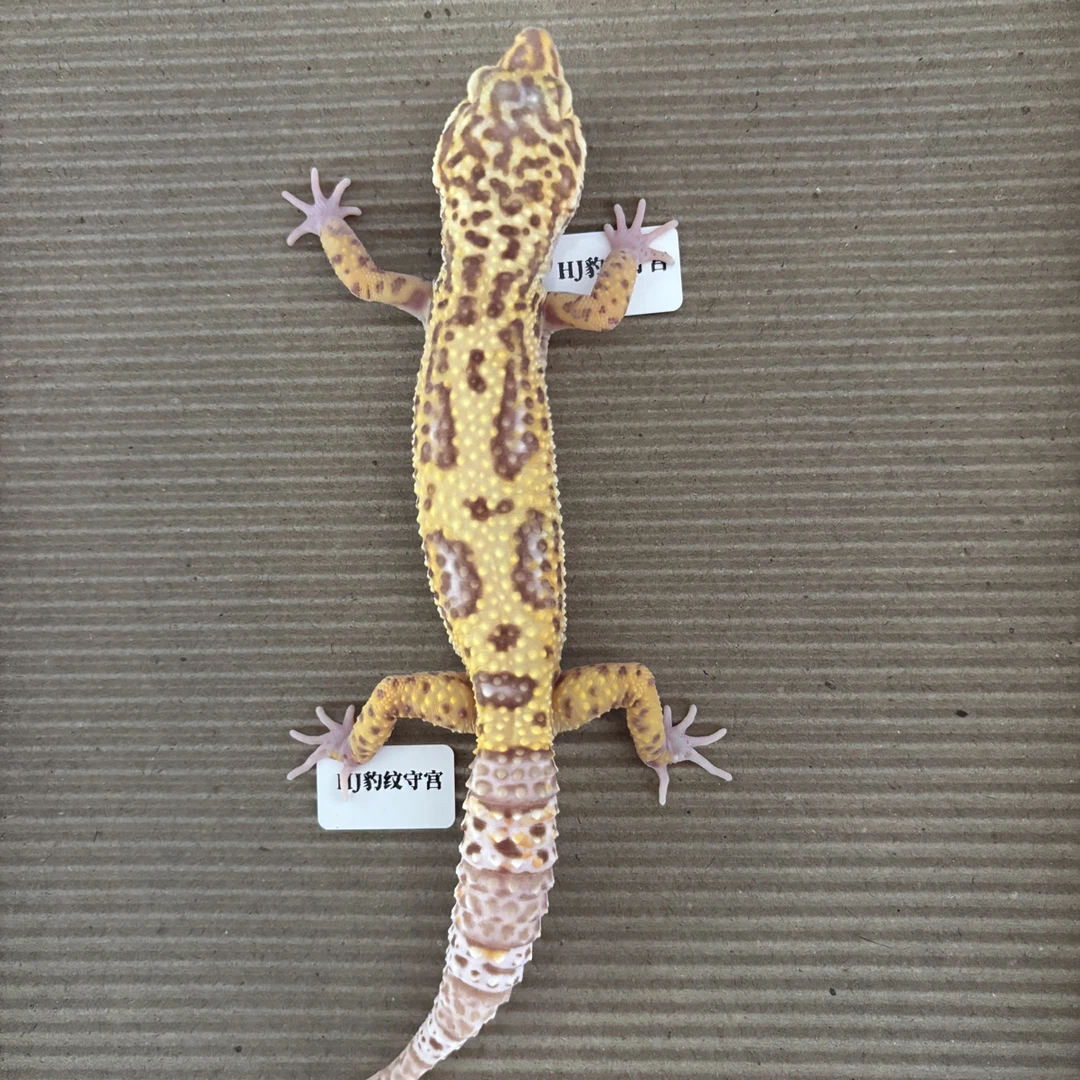 G10豹纹守宫成体红眼贝尔雷达送小饲养盒