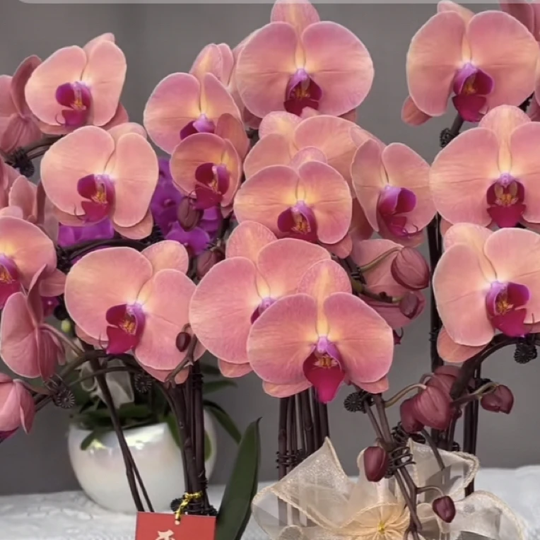 欣欣向荣蝴蝶兰，下单拍保温