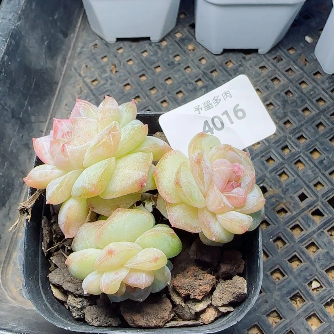雨露泡泡，4016多肉植物