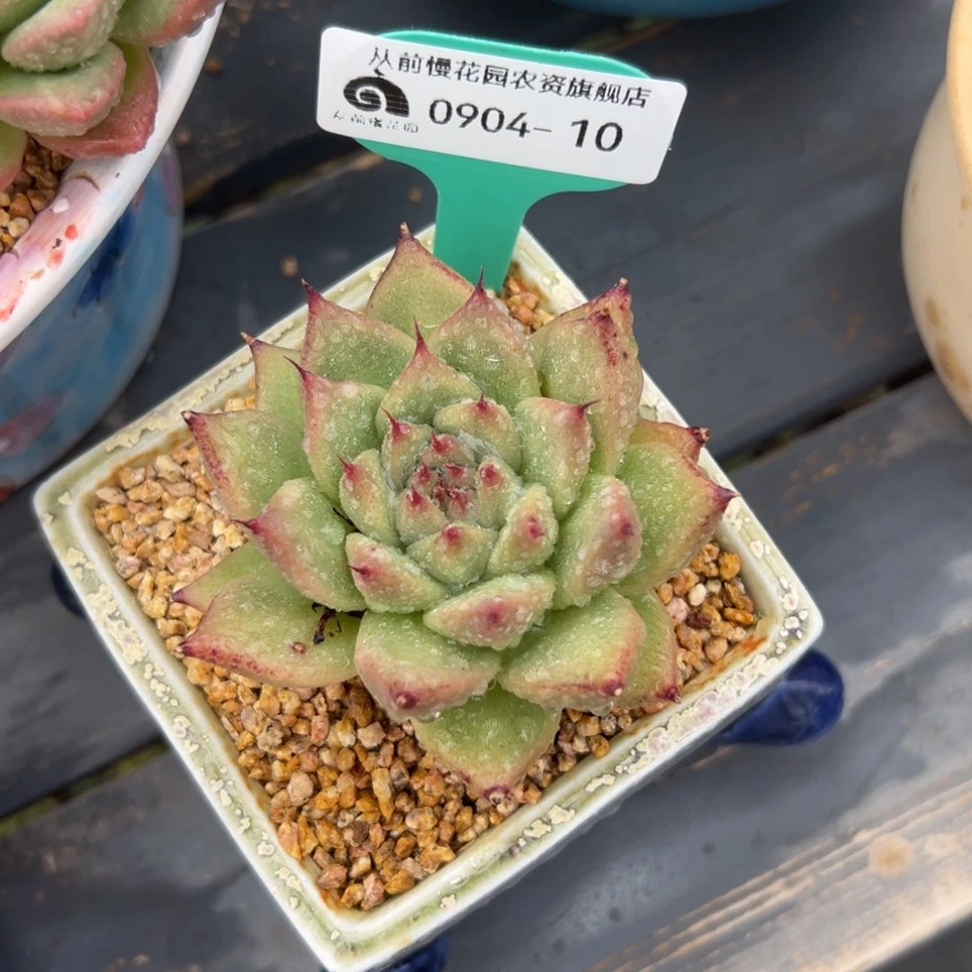 多肉一物一拍0904-10